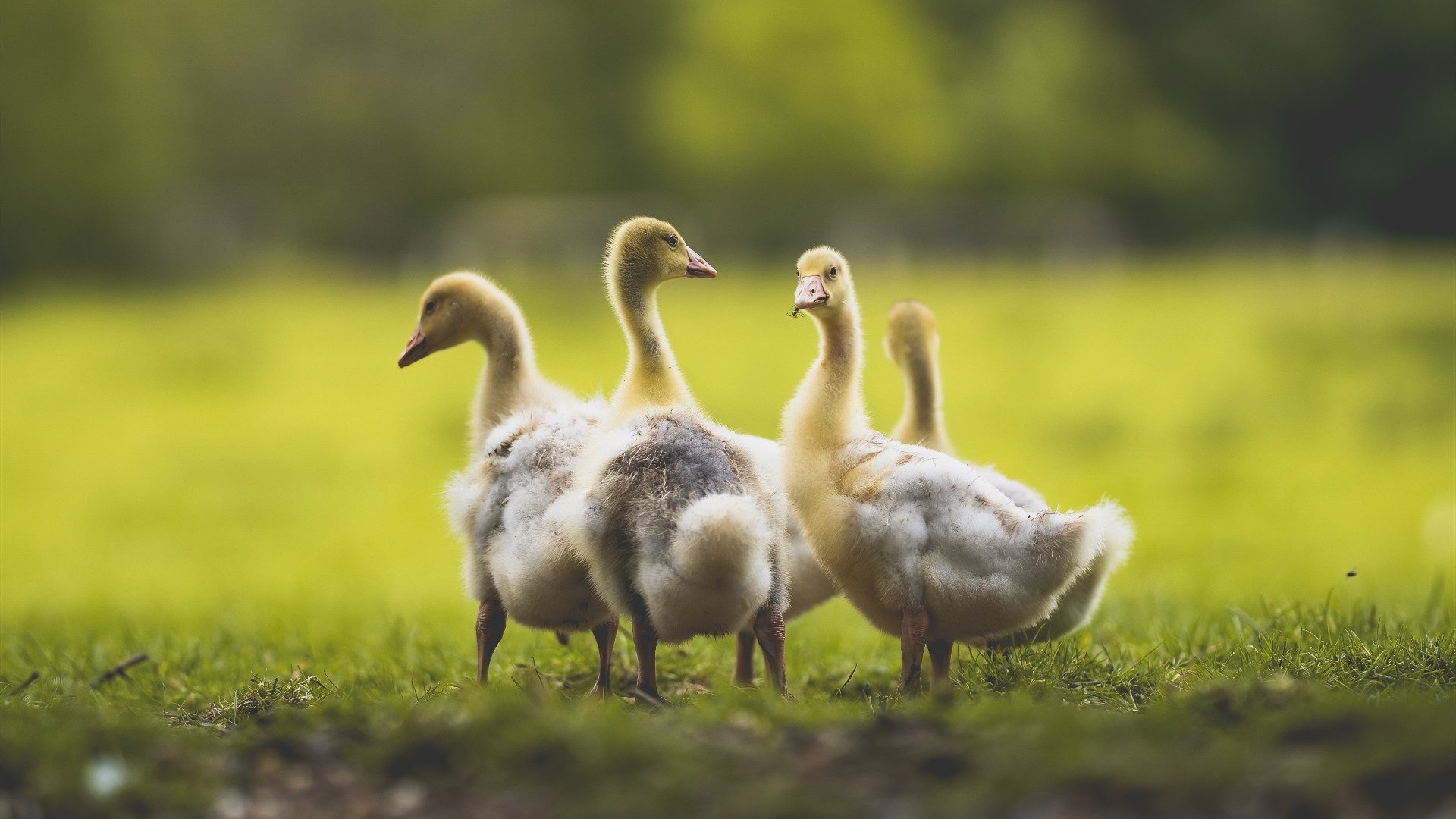 篮球运动对青少年身体素质影响研究，论述篮球运动对学生身心发展的影响