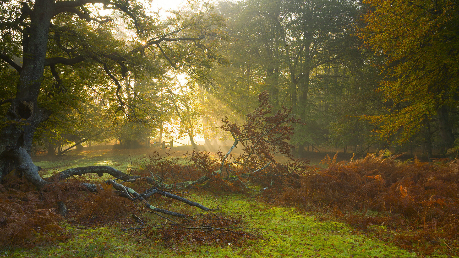 青少年体育活动参与动机分析，青少年参加体育运动的动机