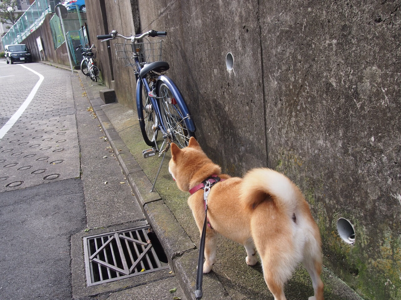 2024年瑞典乒乓球队如何在混合团体世界杯中创造历史，瑞典世乒赛名单