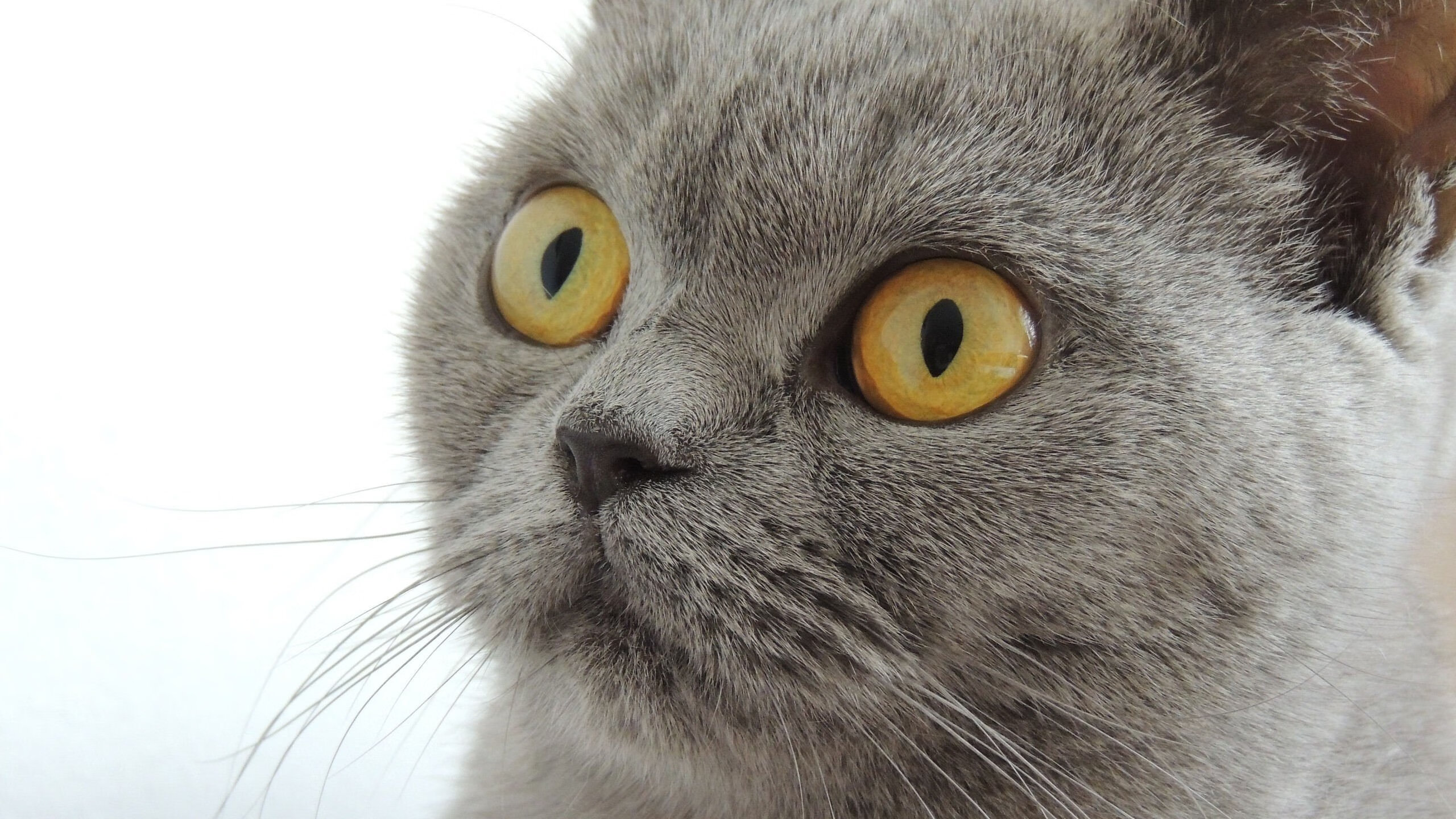 五大联赛是否更依赖快速推进转移破解紧凑阵型，五大联赛转会窗口什么时候关闭