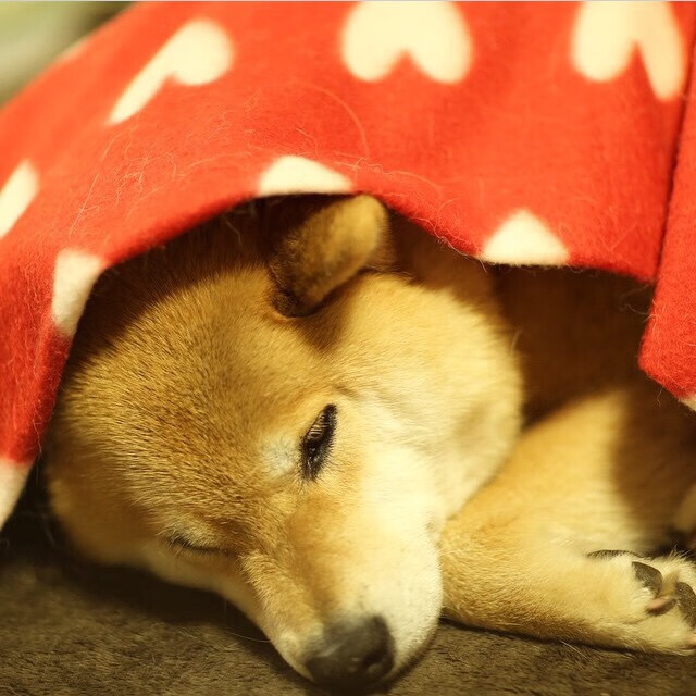 开云体育登录入口-CBA推出球迷文化周系列活动打造城市篮球氛围，cba球迷电台