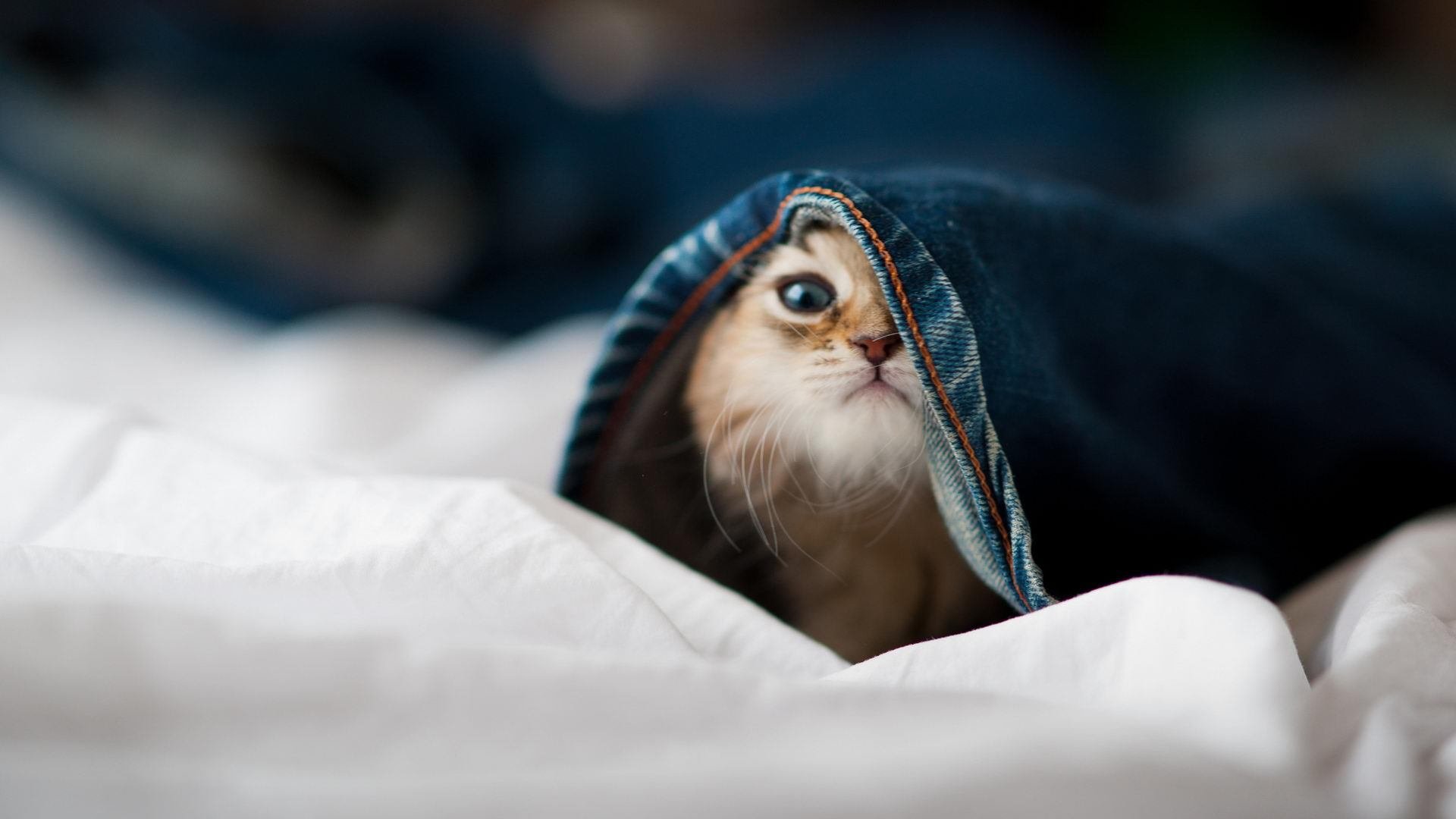 佩拉卡尼挑战蝶泳项目引关注，卡佩拉速度慢吗