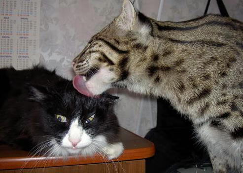 全国足球青训计划全面启动,中国足球青训体系是什么