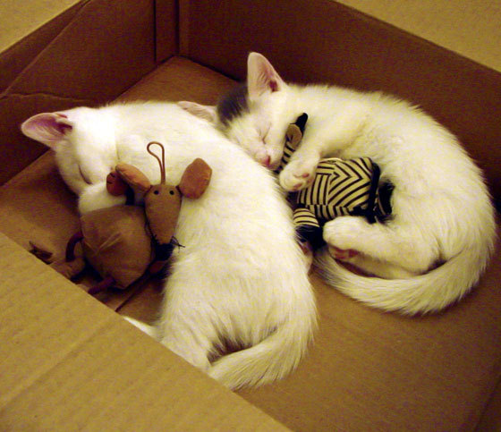 开云体育登录入口-冈比亚男篮在非洲预赛中拼搏，迈向全球舞台