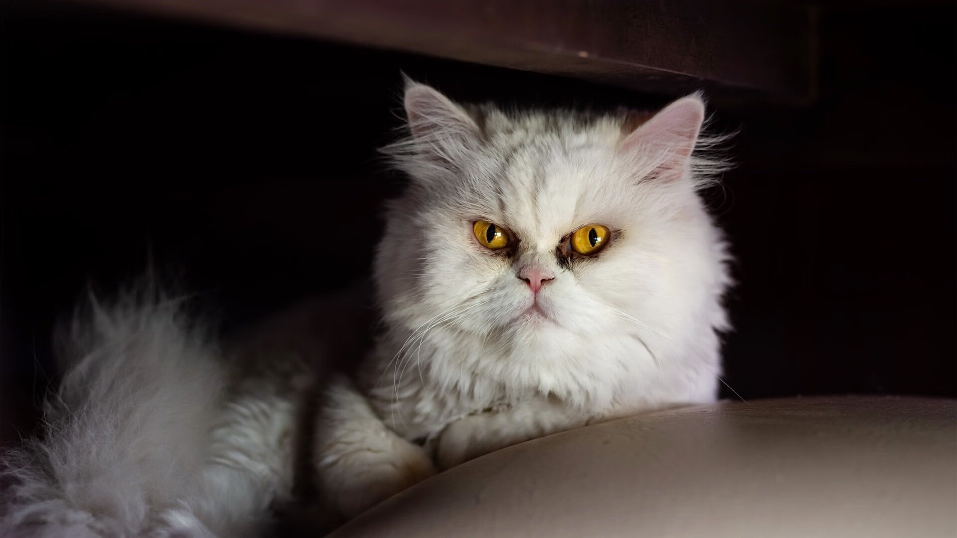 冈比亚男篮在非洲预赛中拼搏,迈向全球舞台