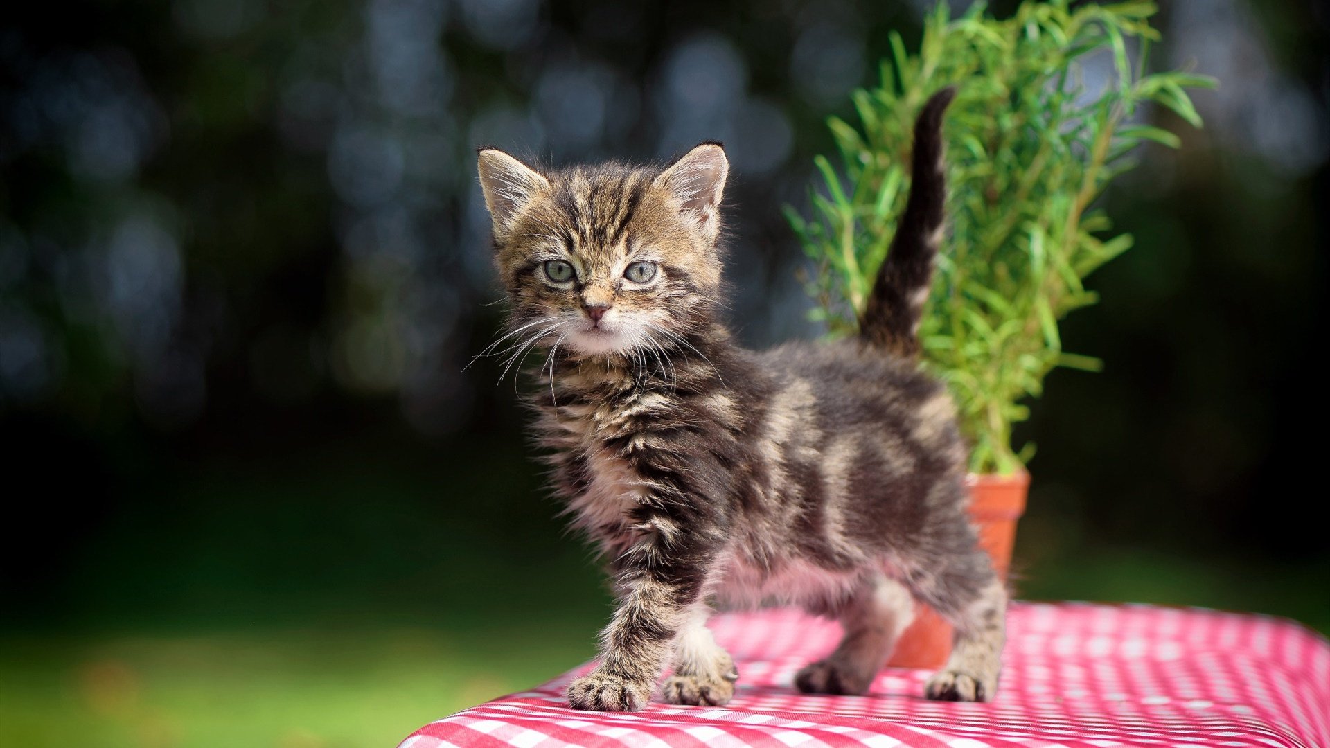 kaiyun开云体育-国家队训练基地向全国青年开放媒体参观通道，国家体育总局国家队训练基地