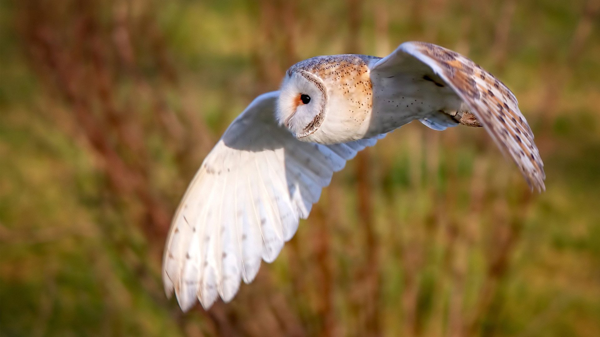奥斯马尔·奥尔韦拉突破自我刷新纪录,奥马尔·奥尔蒂斯