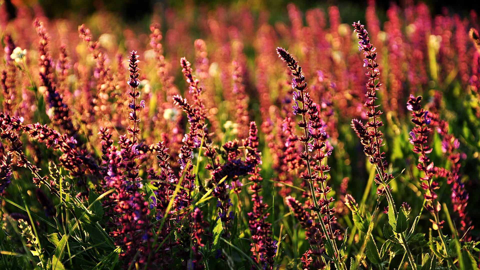 篮球训练营招生火爆进行,篮球训练营招生方案