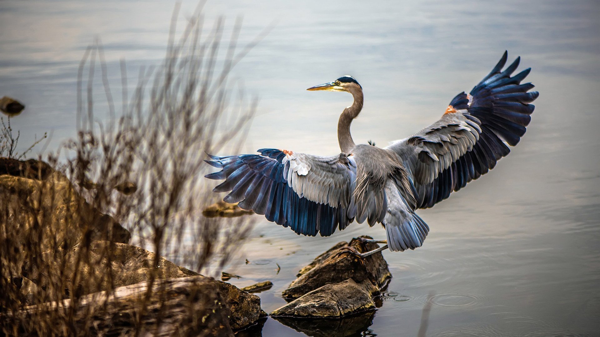 美洲杯明星闪耀：突破极限，激情无限！，美洲杯原名