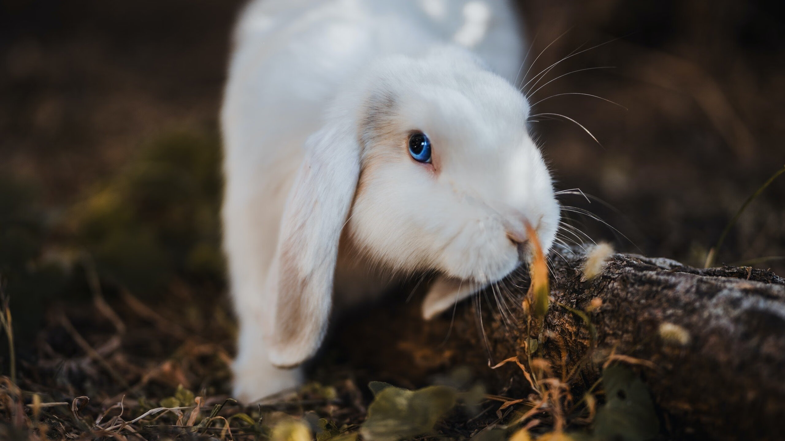 美洲杯英雄集结:明星拼搏,精彩纷呈,美洲杯角色